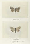 Pyrophila pyramidoides (upper side; under side).