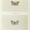 Agrotis badinodis (upper side; under side).