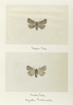 Agrotis badinodis (upper side; under side).
