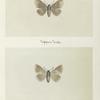 Parallelia bistrearis (upper side; under side).