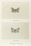 Parallelia bistrearis (upper side; under side).