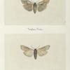 Calacampa nupera (upper side; under side).