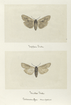 Calacampa nupera (upper side; under side).