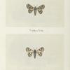 Melipotis limbolaris (upper side; under side).