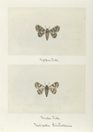 Melipotis limbolaris (upper side; under side).