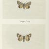 Catocala anica (upper side; under side).
