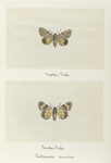 Catocala anica (upper side; under side).