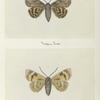 Parthenos nubilis (upper side; under side).