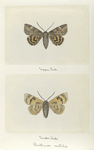 Parthenos nubilis (upper side; under side).