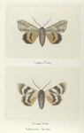 Catocala parta (upper side; under side).