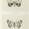 Catocala relicta (upper side; under side).