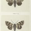 Catocala desperata (upper side; under side).