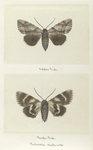 Catocala desperata (upper side; under side).