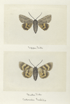 Catocala habilis (upper side; under side).