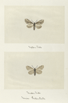 Nerice bidentata (upper side; under side).