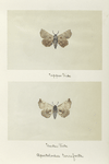 Apatelodes torrefacta (upper side; under side).