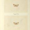 Hypoprepia fucosa (upper side; under side)