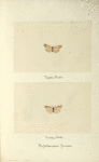 Hypoprepia fucosa (upper side; under side)
