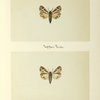 Arctia nais (upper side; under side)