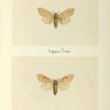 Pynharctia isabella (upper side; under side).