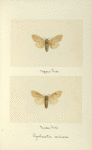 Pynharctia isabella (upper side; under side).