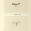 Callimorpha lecontei (upper side; under side).