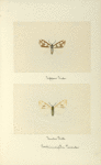 Callimorpha lecontei (upper side; under side).