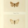 Datana ministra (upper side; under side).