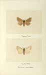 Datana ministra (upper side; under side).