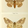 Citheronia regalis (upper side; under side).