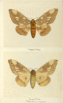 Citheronia regalis (upper side; under side).