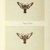 Hemaris thysbe (upper side; under side).