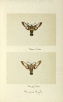 Hemaris thysbe (upper side; under side).