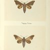 Smerinthus myops (upper side; under side).