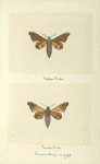Smerinthus myops (upper side; under side).