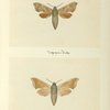 Everyx myron (upper side; under side).