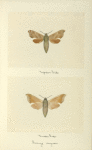 Everyx myron (upper side; under side).