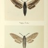 Sphynx drupiferarum (upper side; under side).