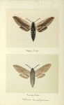 Sphynx drupiferarum (upper side; under side).
