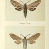 Sphinx kalmiae (upper side; under side).