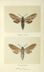 Sphinx kalmiae (upper side; under side).