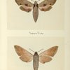 Philampelus achemon (upper side; under side).