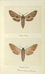Philampelus achemon (upper side; under side).