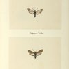 Scerpsis fulvicollis (upper side; under side).