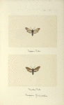 Scerpsis fulvicollis (upper side; under side).