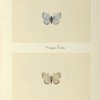Sycaena pseudargiolus (upper side; under side).