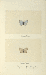 Sycaena pseudargiolus (upper side; under side).