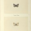 Sycaena pseudargiolus - variety (upper side; under side).
