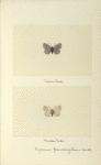 Sycaena pseudargiolus - variety (upper side; under side).