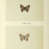 Ihecla humuli (upper side; under side).